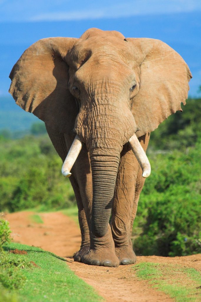 elephant in the wild