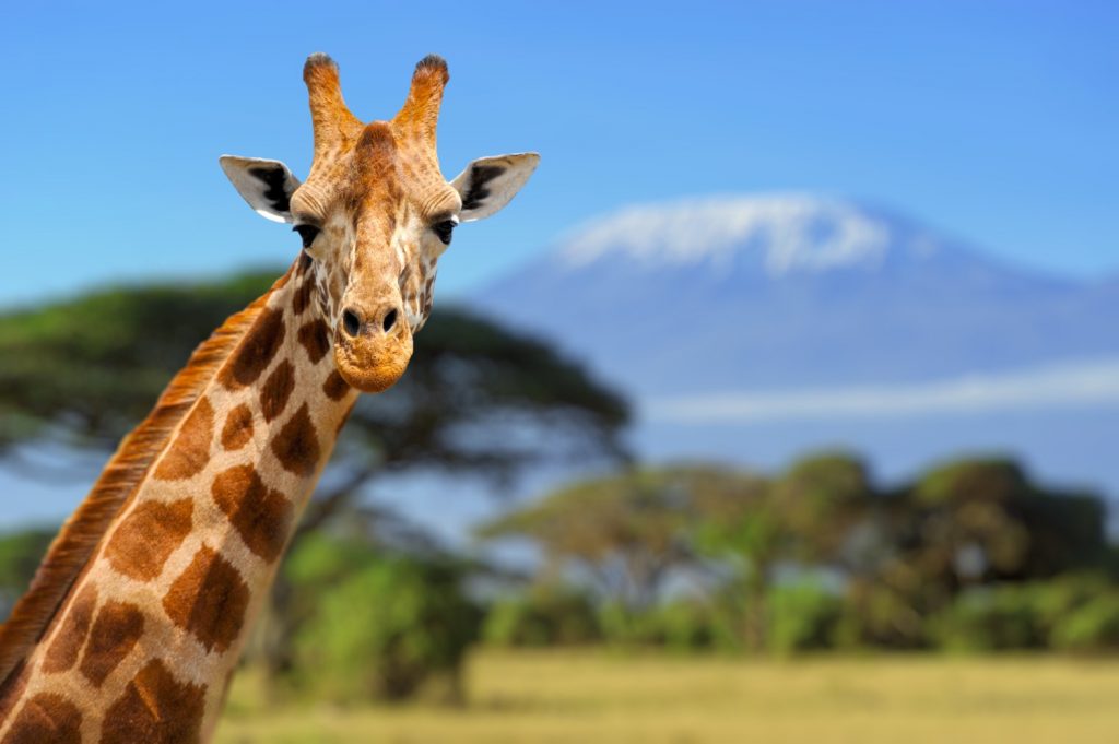 giraffe